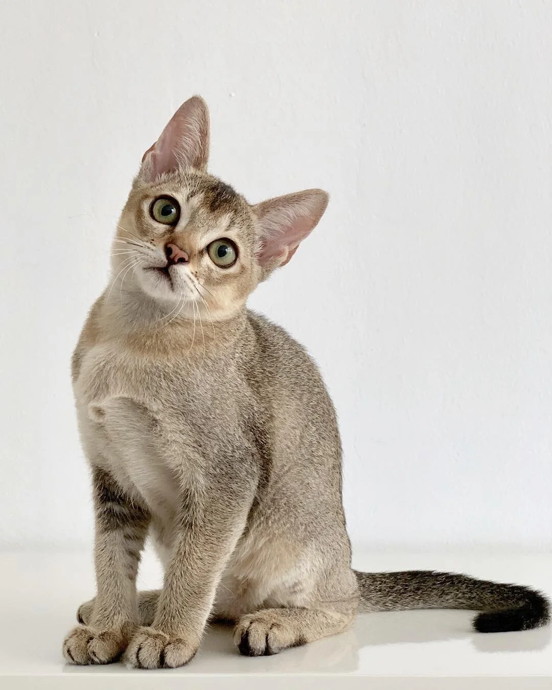 F1 singapura kittens sweet and loving little monkeys 😽