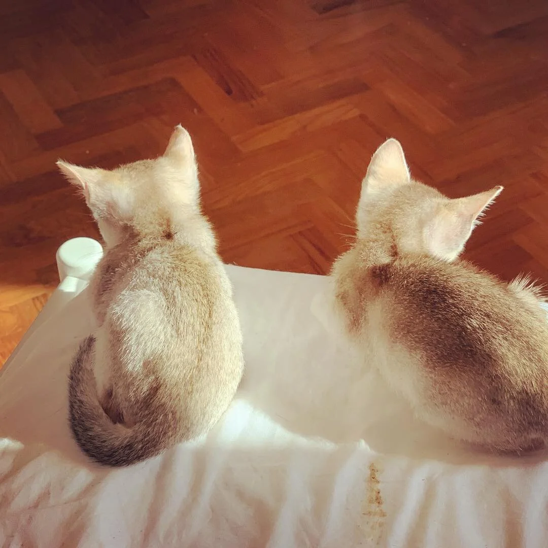 Dynamic Duo 😻😻