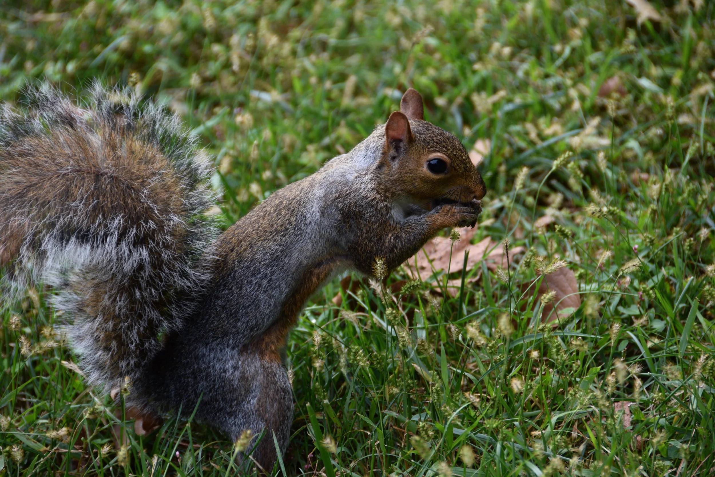 DSC_0490.jpg