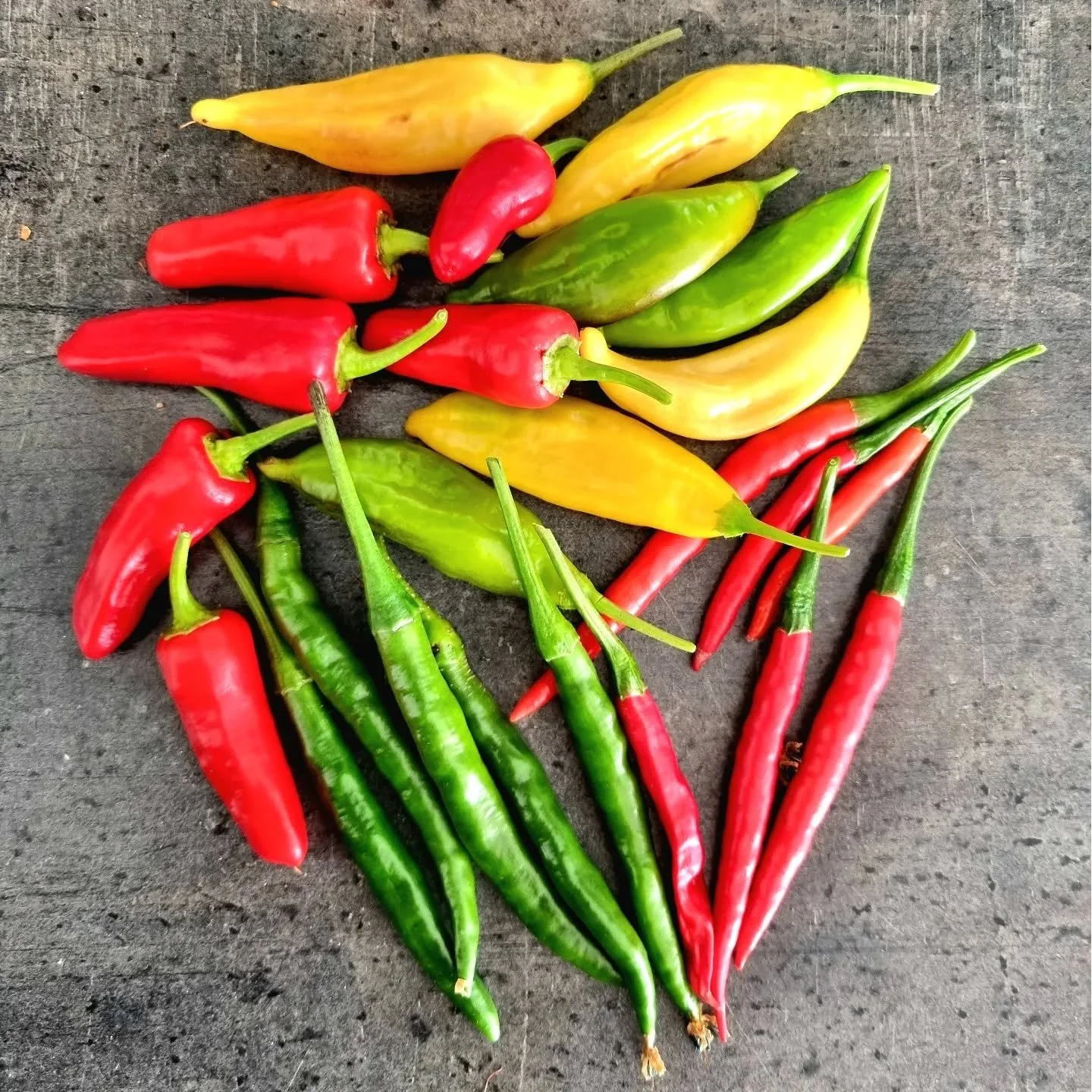 Aika korjata värikäs sato ennen ensiviikon kylmiä. Kiitos naapurille ja kurssilaiselle chilien taimista. Hyvin kasvoivat huolettoman hortonomin hoidossa.
#sadonkorjuu #chili