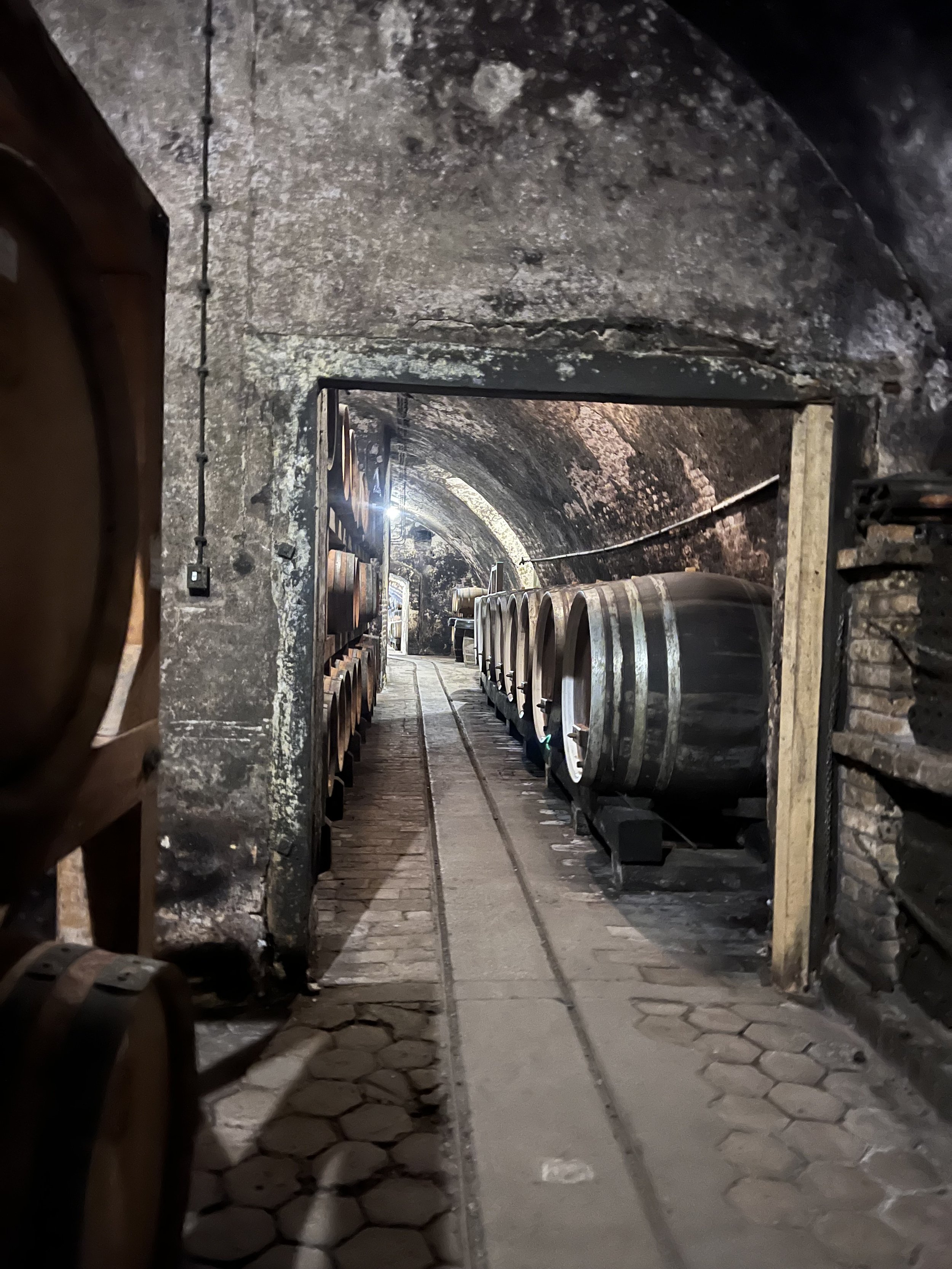 Ilok wine cellar tour