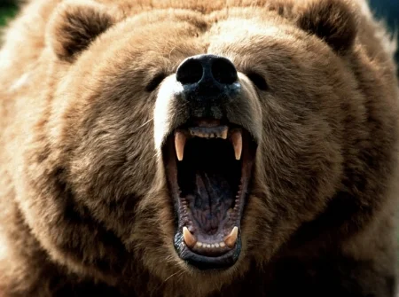 Bear.jpg