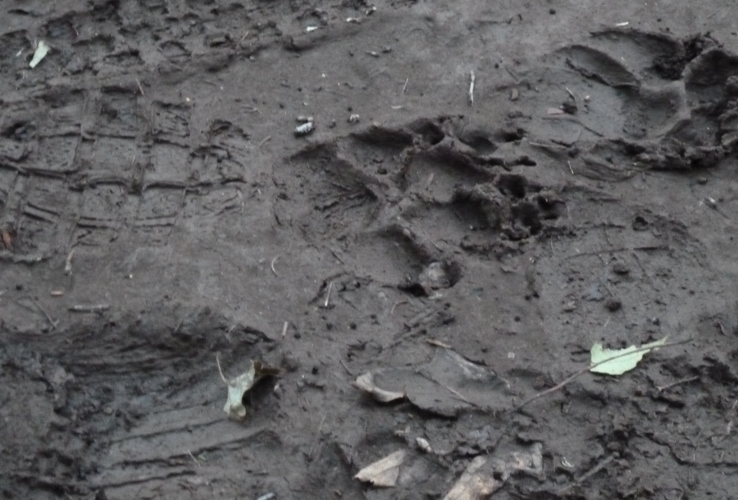Bear paws + adult hiking boot print