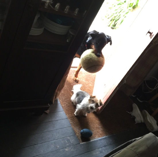 And of course, the girls want to play ball, all day, every day!