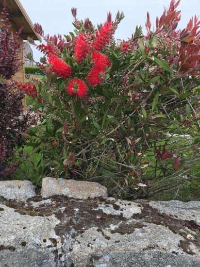 Some of the flowers were really amazing. Some sort of tropical micro-climate here.