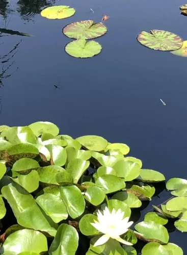 Dragon/Damsel flies at top of frame