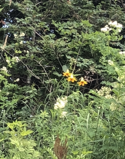 Anyone know what these yellow flowers are?