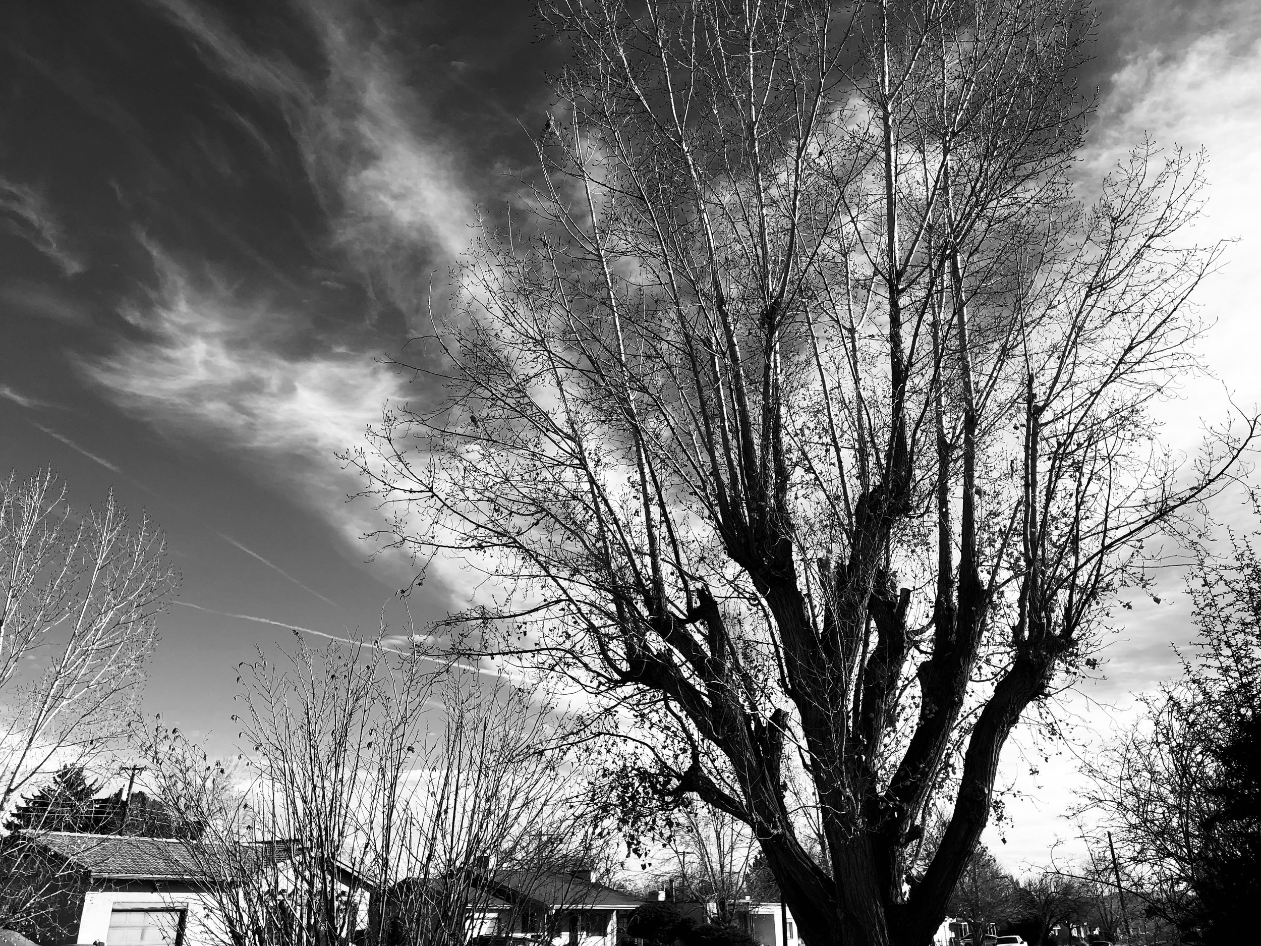 I love the way the clouds mirrored the shape of this tree.