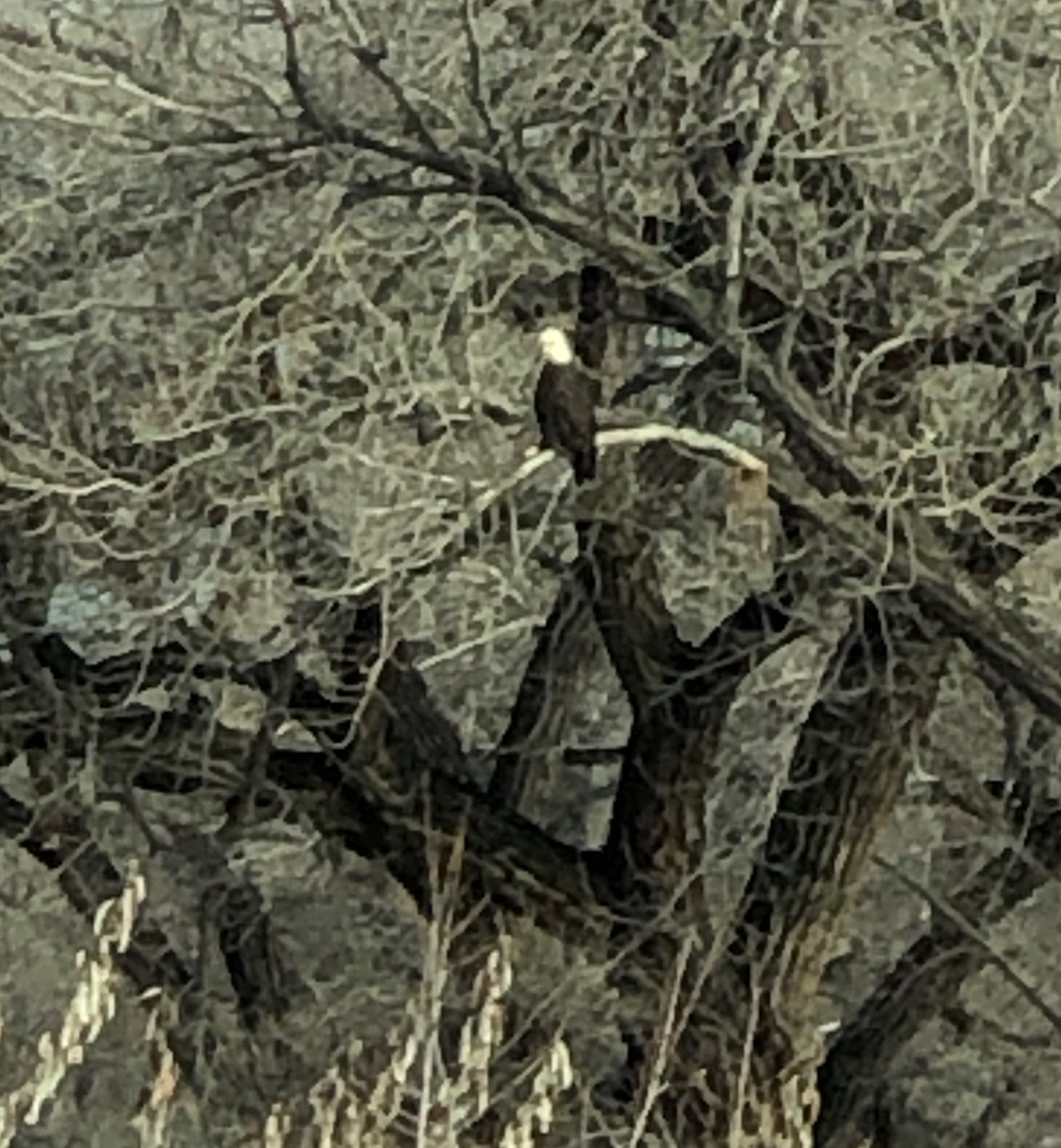 American Eagle over the Animus River.
