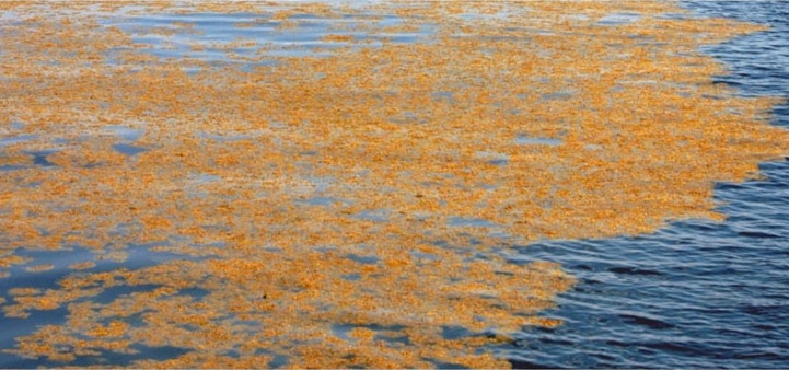 Mats of free-floating sargassum, a common seaweed found in the Sargasso Sea, provides shelter and habitat to many animals. Image credit: University of Southern Mississippi Gulf Coast Research Laboratory.