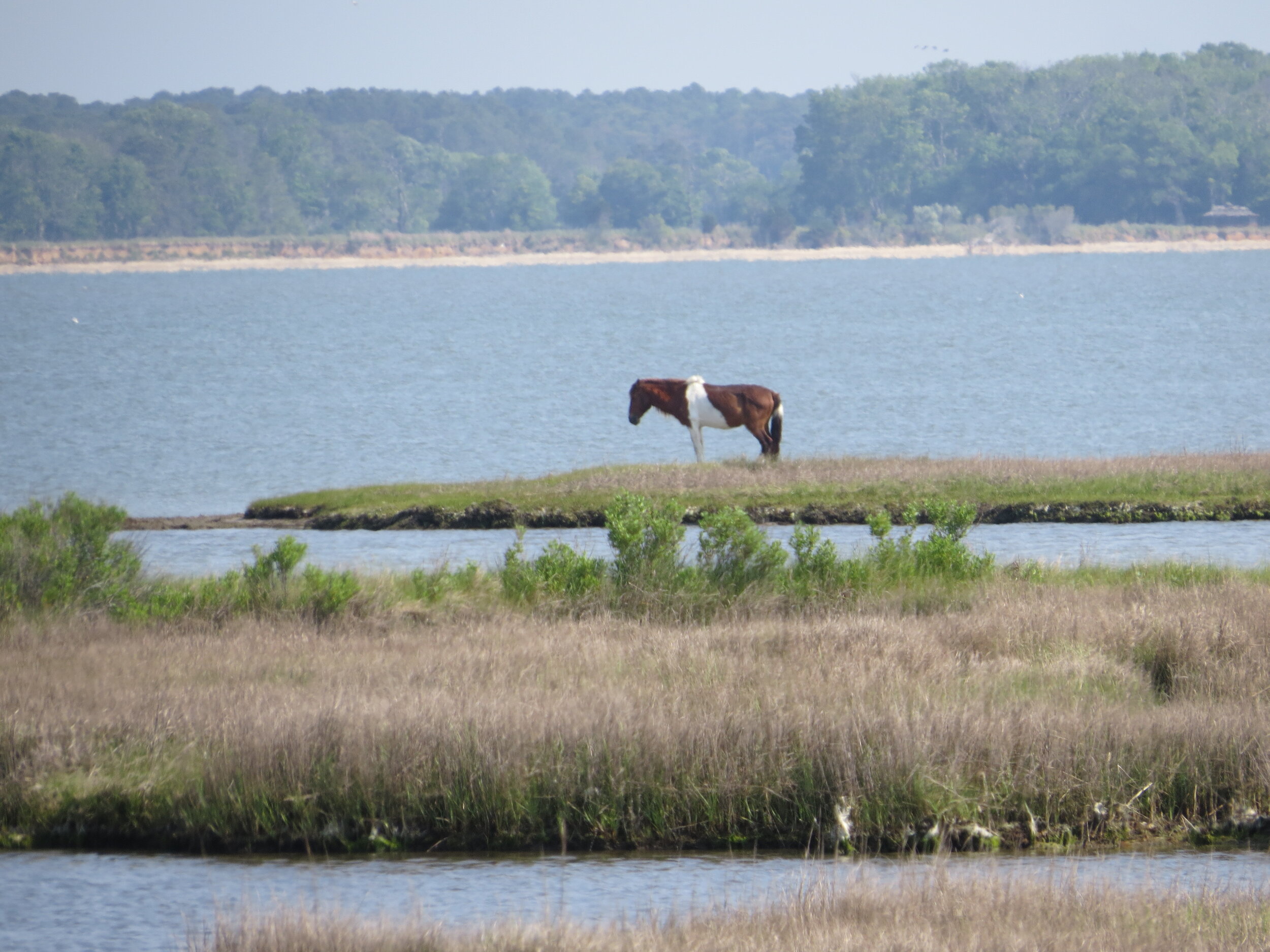 Ponies, Pearls, Pies, and Sisters!