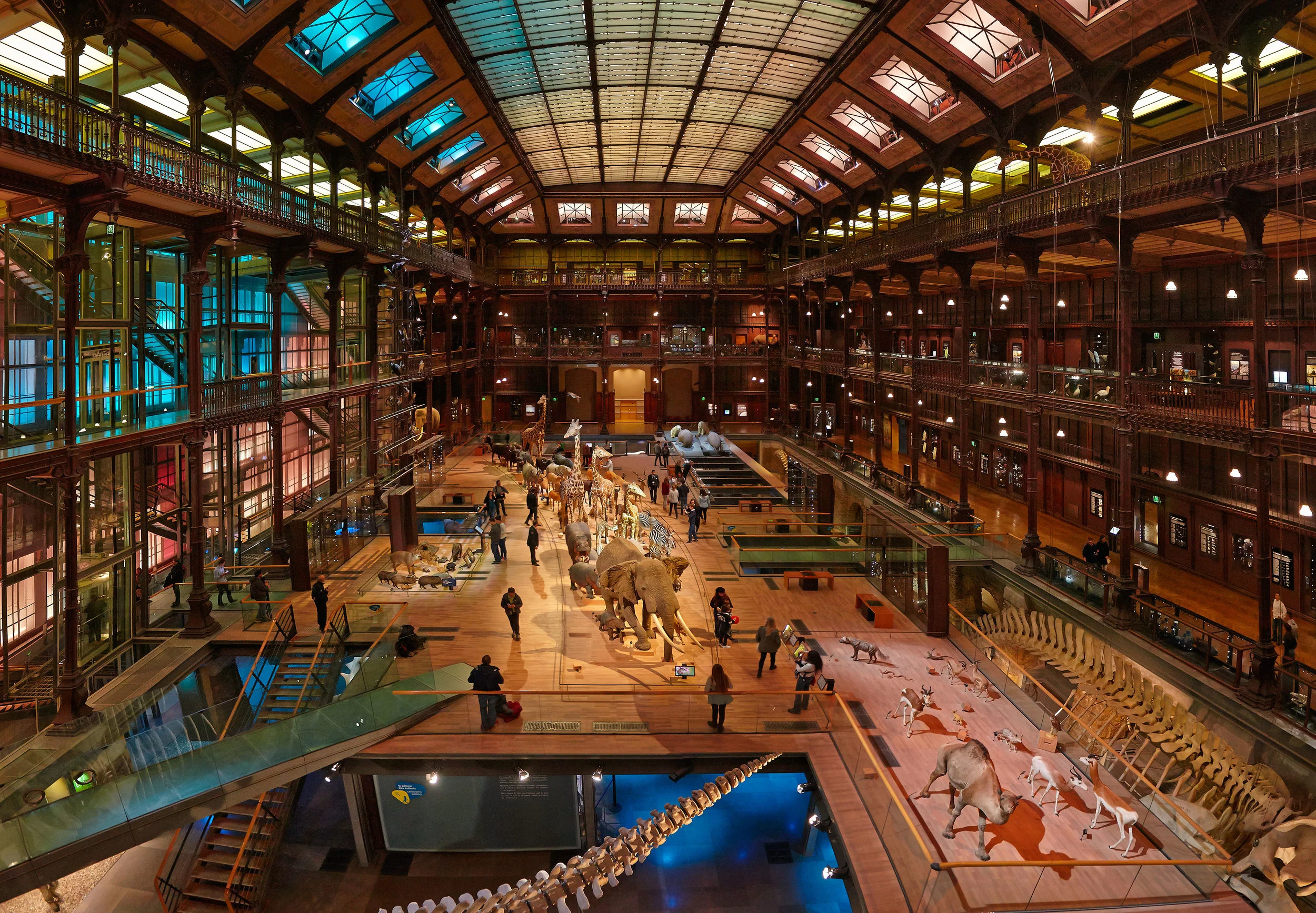 Grande galerie de l'évolution I