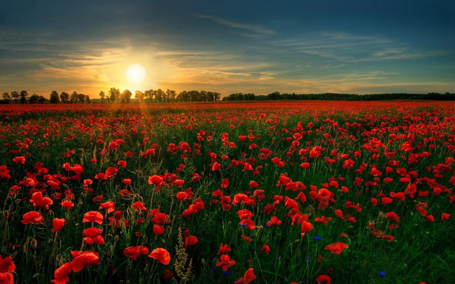 For The Fallen . With proud thanksgiving, a mother for her children, England mourns for her dead across the sea. Flesh of her flesh they were, spirit of her spirit, Fallen in the cause of the free. Solemn the drums thrill; Death august and royal Sings sorrow up into immortal spheres, There is music in the midst of desolation And a glory that shines upon our tears. They went with songs to the battle, they were young, Straight of limb, true of eye, steady and aglow. They were staunch to the end against odds uncounted; They fell with their faces to the foe. They shall grow not old, as we that are left grow old: Age shall not weary them, nor the years condemn. At the going down of the sun and in the morning We will remember them. They mingle not with their laughing comrades again; They sit no more at familiar tables of home; They have no lot in our labour of the day-time; They sleep beyond England's foam. But where our desires are and our hopes profound, Felt as a well-spring that is hidden from sight, To the innermost heart of their own land they are known As the stars are known to the Night; As the stars that shall be bright when we are dust, Moving in marches upon the heavenly plain; As the stars that are starry in the time of our darkness, To the end, to the end, they remainWith proud thanksgiving, a mother for her children, England mourns for her dead across the sea. Flesh of her flesh they were, spirit of her spirit, Fallen in the cause of the free. Solemn the drums thrill; Death august and royal Sings sorrow up into immortal spheres, There is music in the midst of desolation And a glory that shines upon our tears. They went with songs to the battle, they were young, Straight of limb, true of eye, steady and aglow. They were staunch to the end against odds uncounted; They fell with their faces to the foe. They shall grow not old, as we that are left grow old: Age shall not weary them, nor the years condemn. At the going down of the sun and in the morning We will remember them. They mingle not with their laughing comrades again; They sit no more at familiar tables of home; They have no lot in our labour of the day-time; They sleep beyond England's foam. But where our desires are and our hopes profound, Felt as a well-spring that is hidden from sight, To the innermost heart of their own land they are known As the stars are known to the Night; As the stars that shall be bright when we are dust, Moving in marches upon the heavenly plain; As the stars that are starry in the time of our darkness, To the end, to the end, they remain
