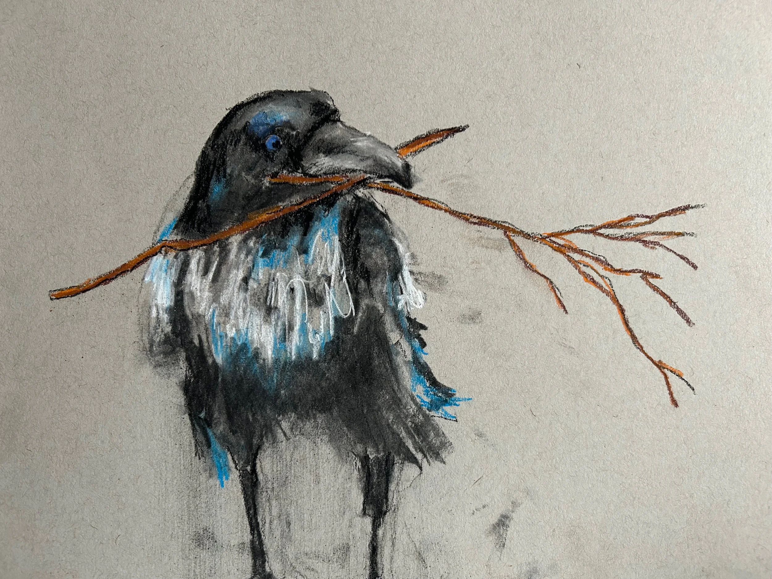 Magpie & Sticks, charcoal and pastel, 2024
