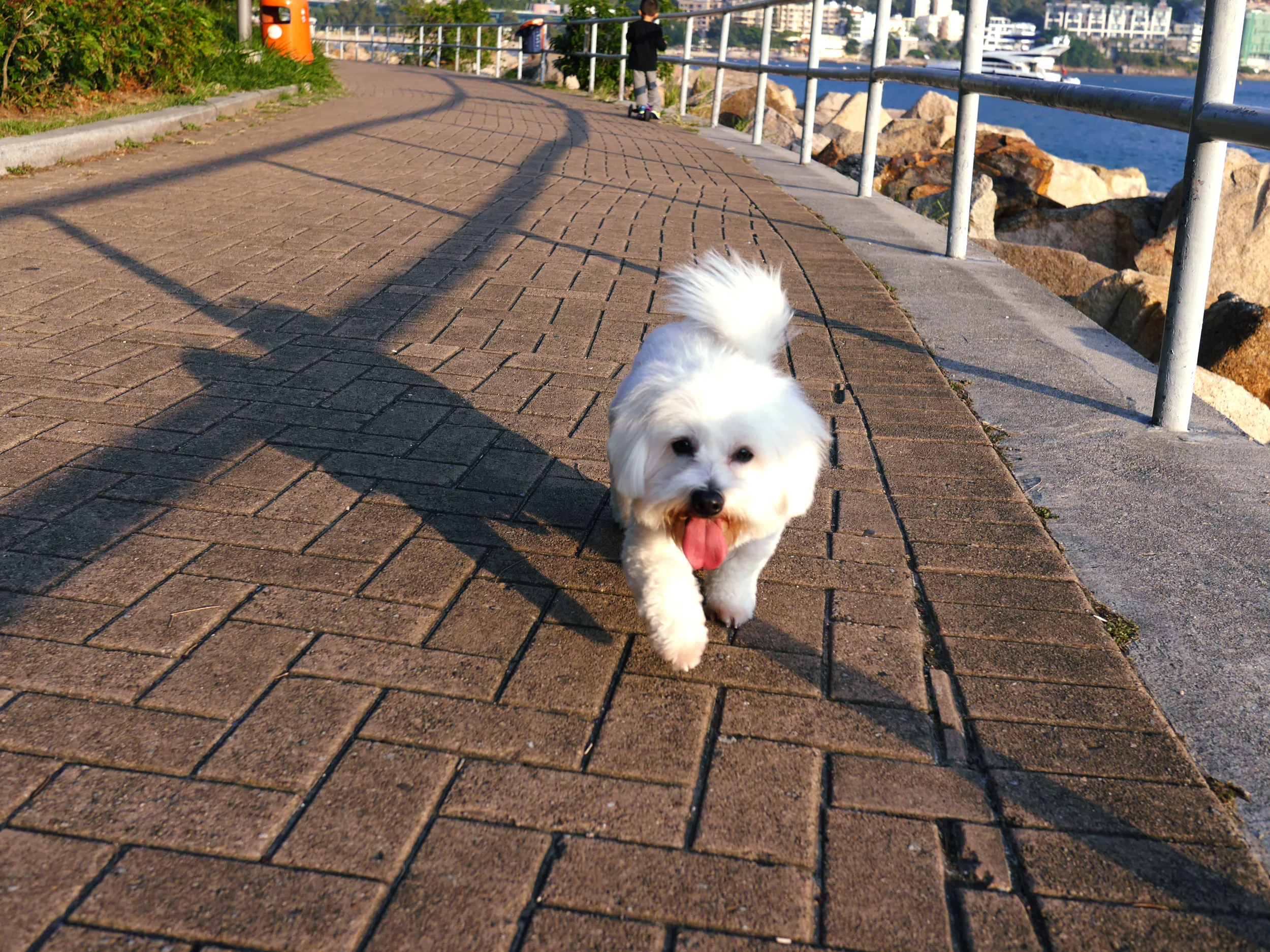 Dog Walking In Repulse 