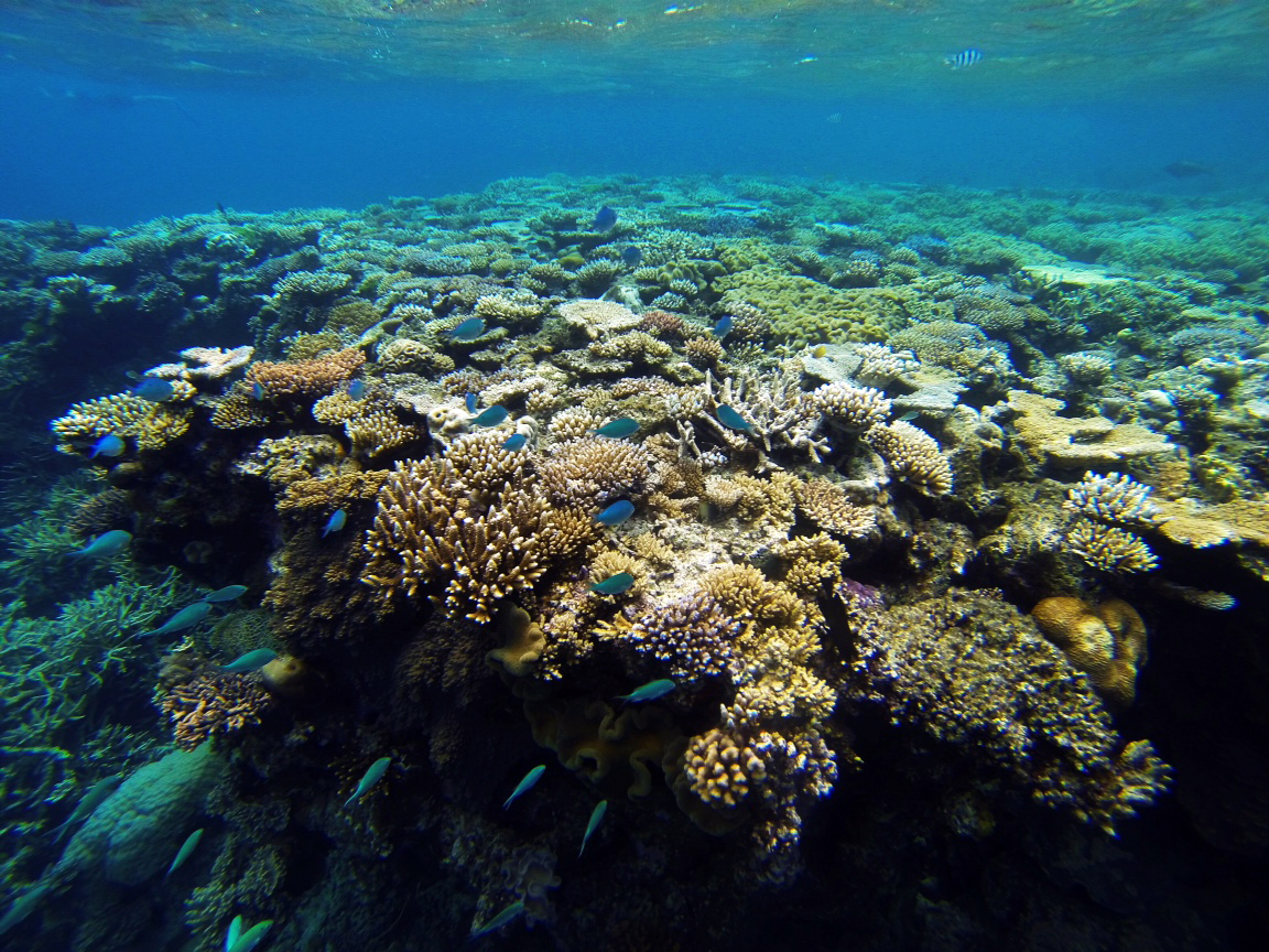 The Great Barrier Reef — minniemized