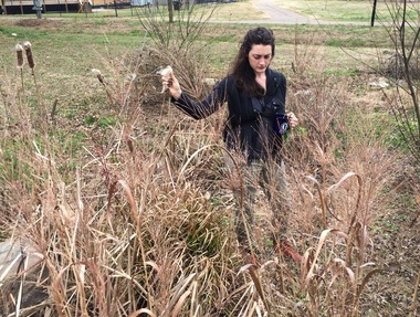 Cameron holding a Cattail seed pod on an herb walk with her volunteers. 