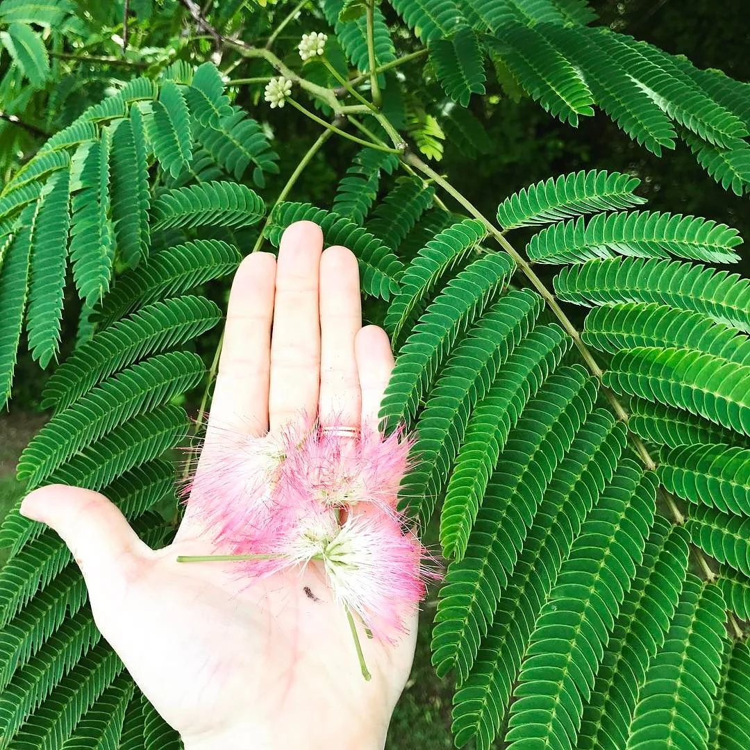 Mimosa - the Queen of Productivity?