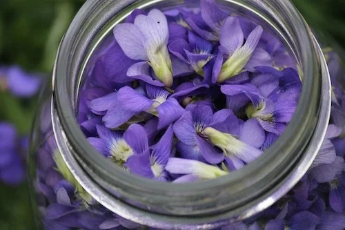 VioletsCloseUP-3.jpg