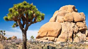 Joshua Tree.jpeg