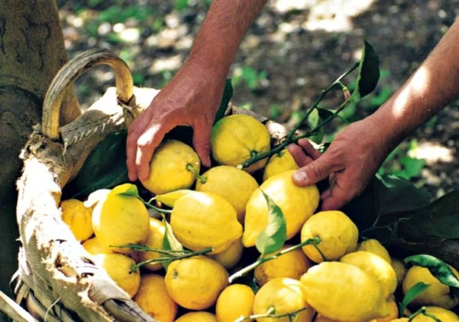 Lemons.jpg