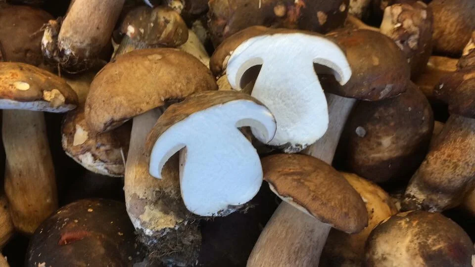 Monti Lattari Porcini
