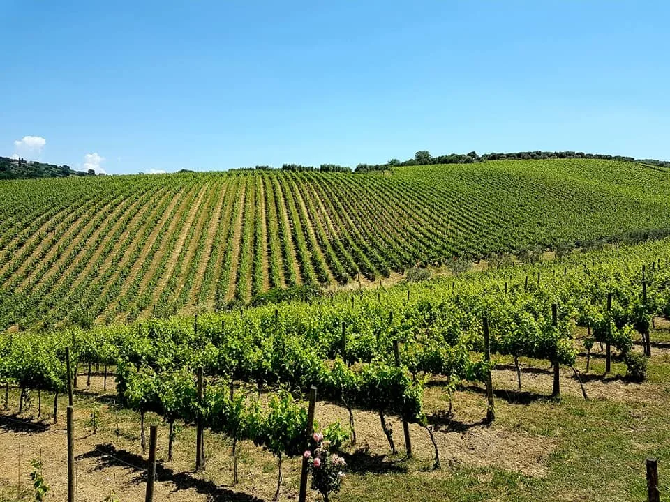 Campania Red Wines.jpg