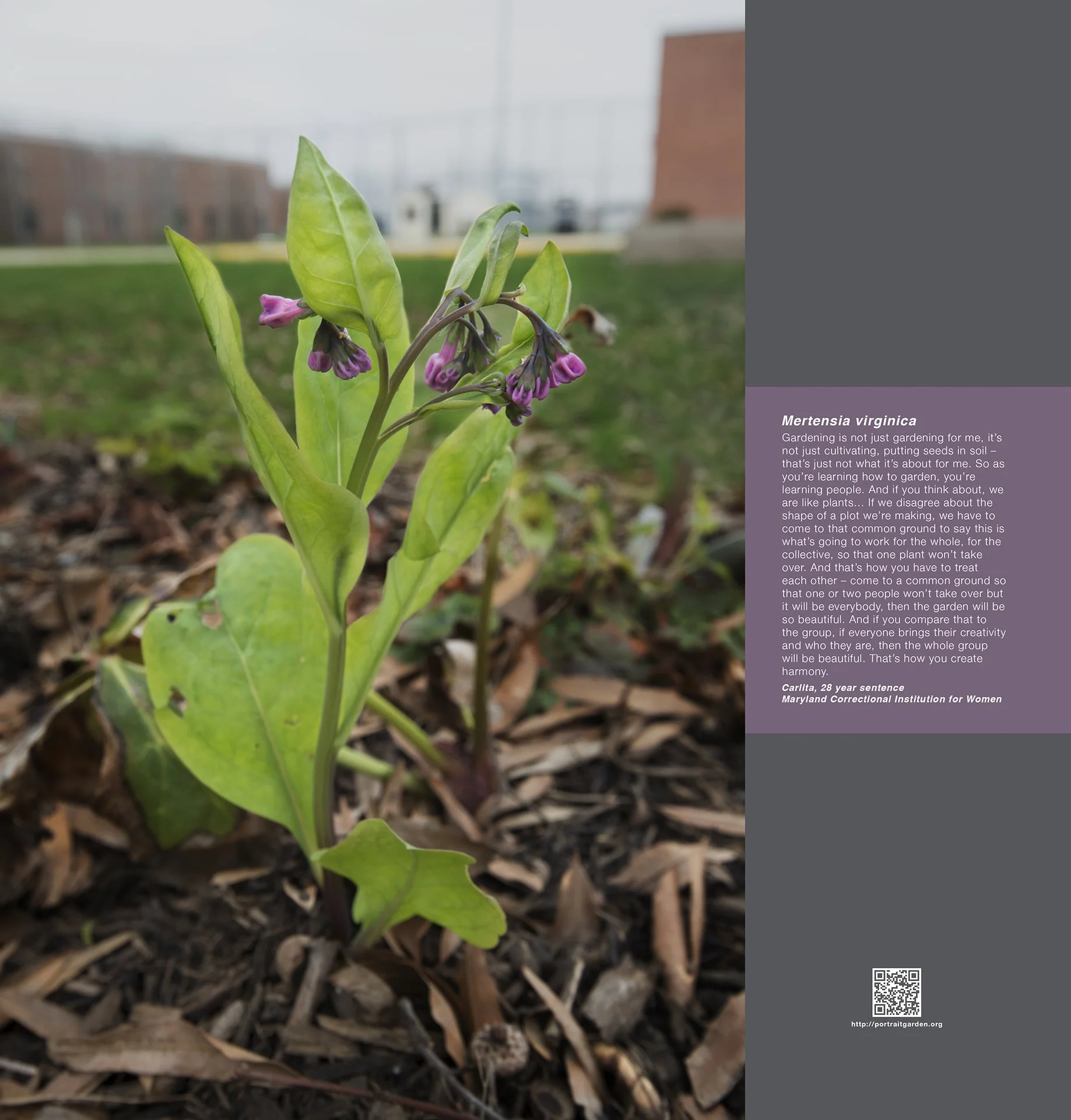 Carlita (Mertensia virginica)
