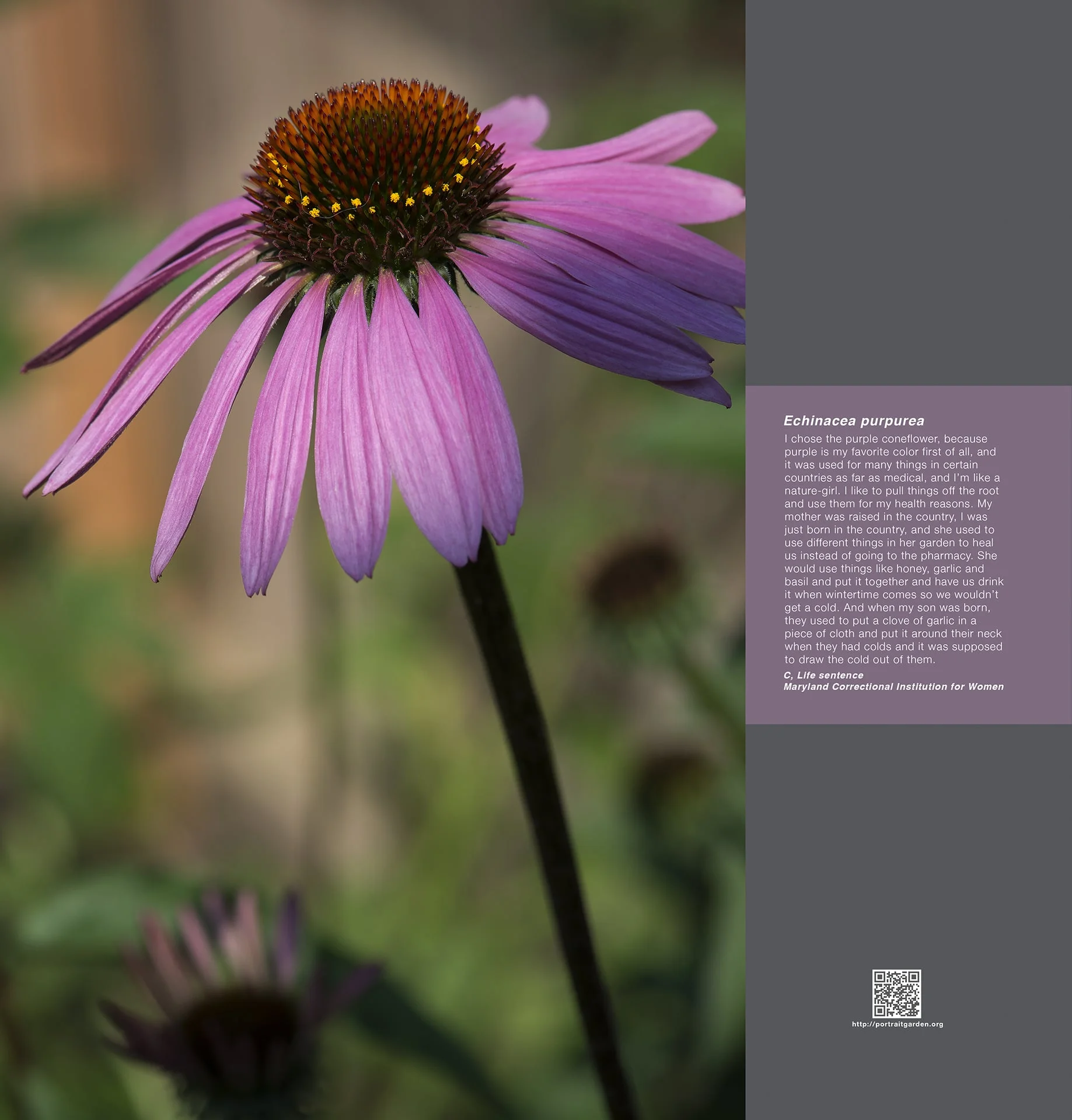 Portrait Garden (C, Enchinacea purpurea)
