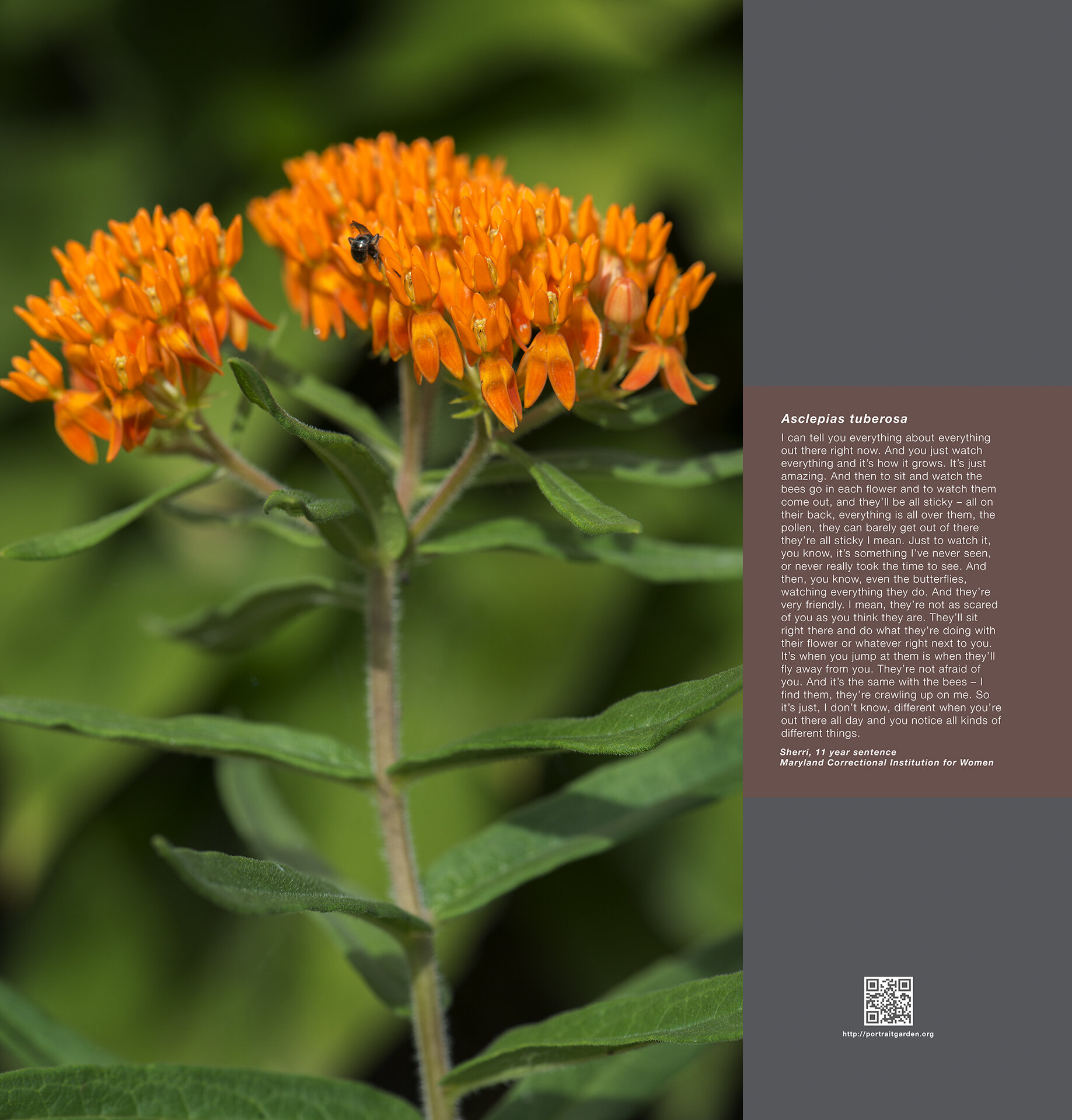 Portrait Garden (Sherri, Asclepias tubersoa)