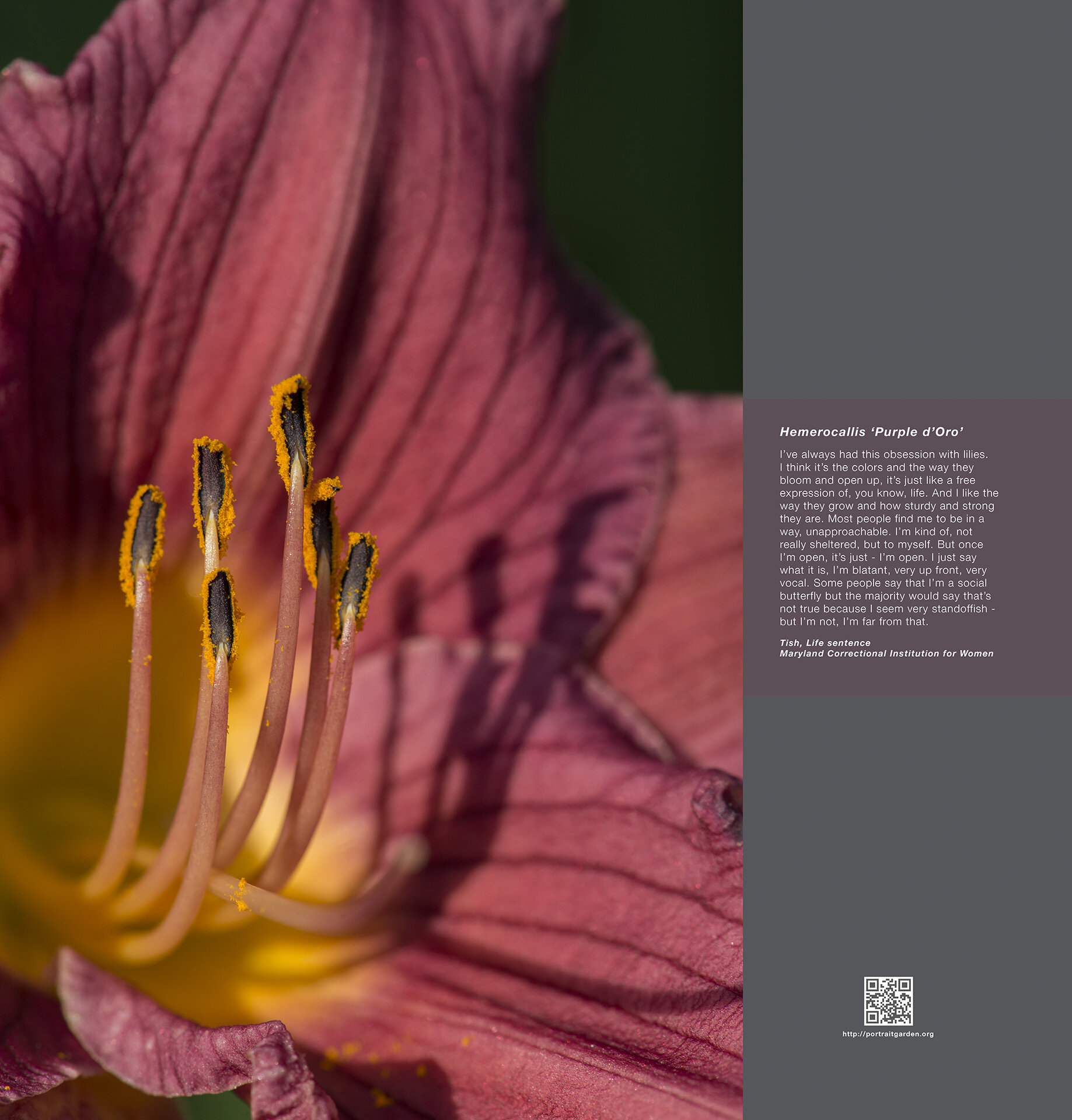 Portrait Garden (Tish, Hemerocallis 'Purple d'Oro)