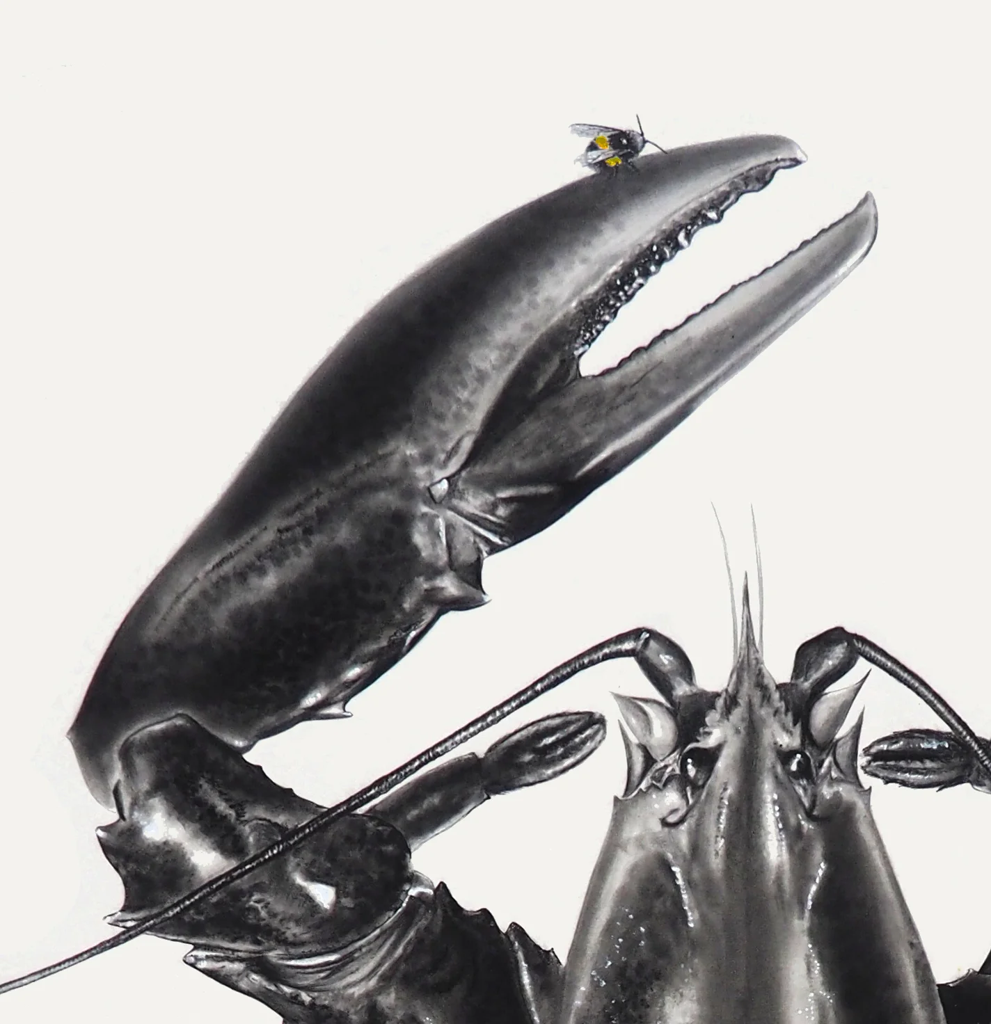 Lobster Bee 1 Detail.jpg
