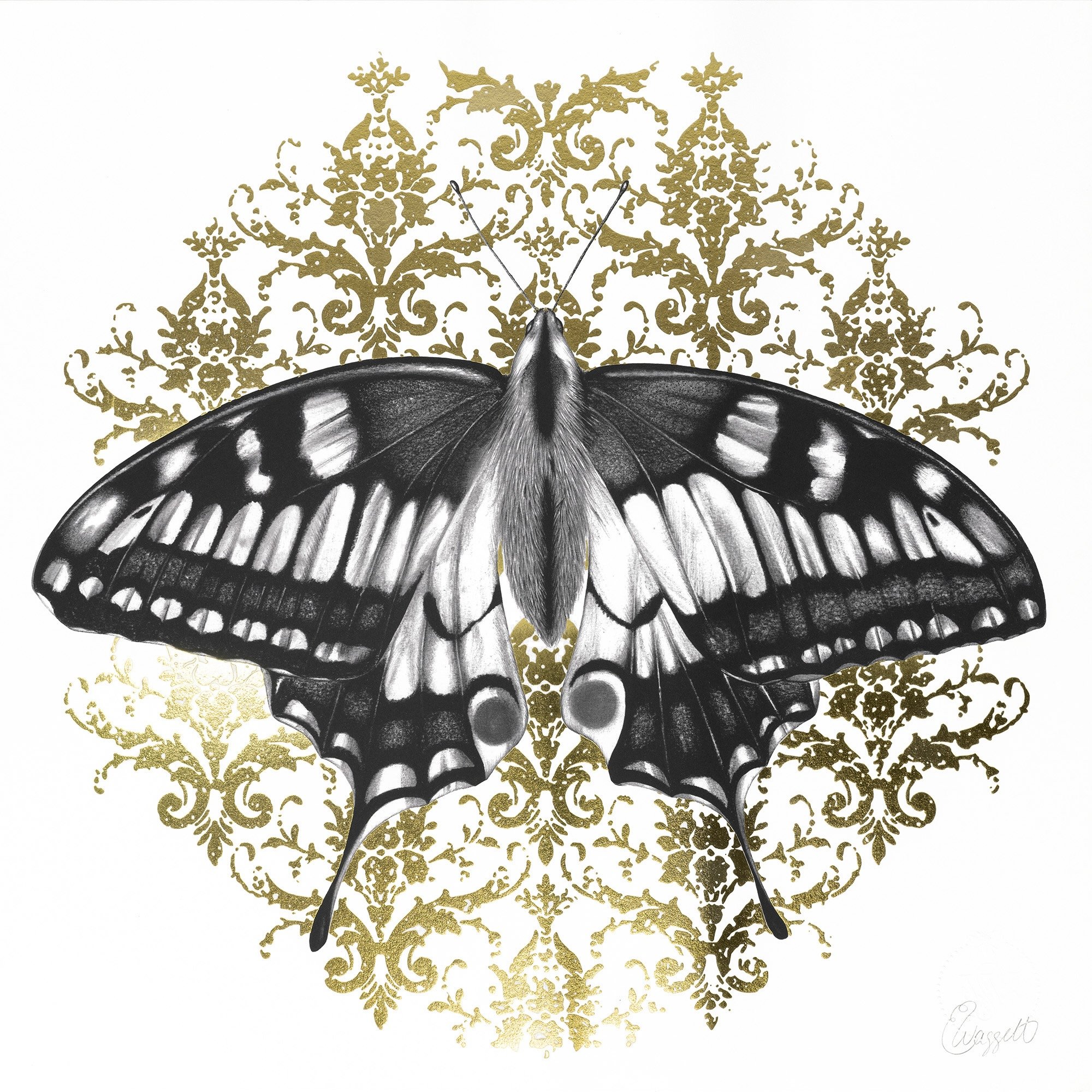 Butterfly II.jpg