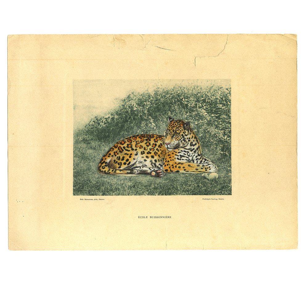 Jaguar Study I