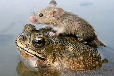 Episode #58 - Free-Rider Friday - August 2015