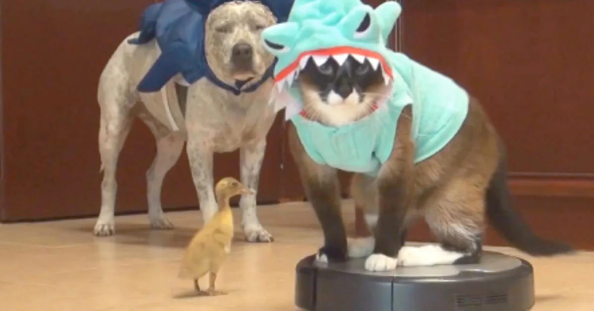 Episode #361: Free-Rider Friday Returns