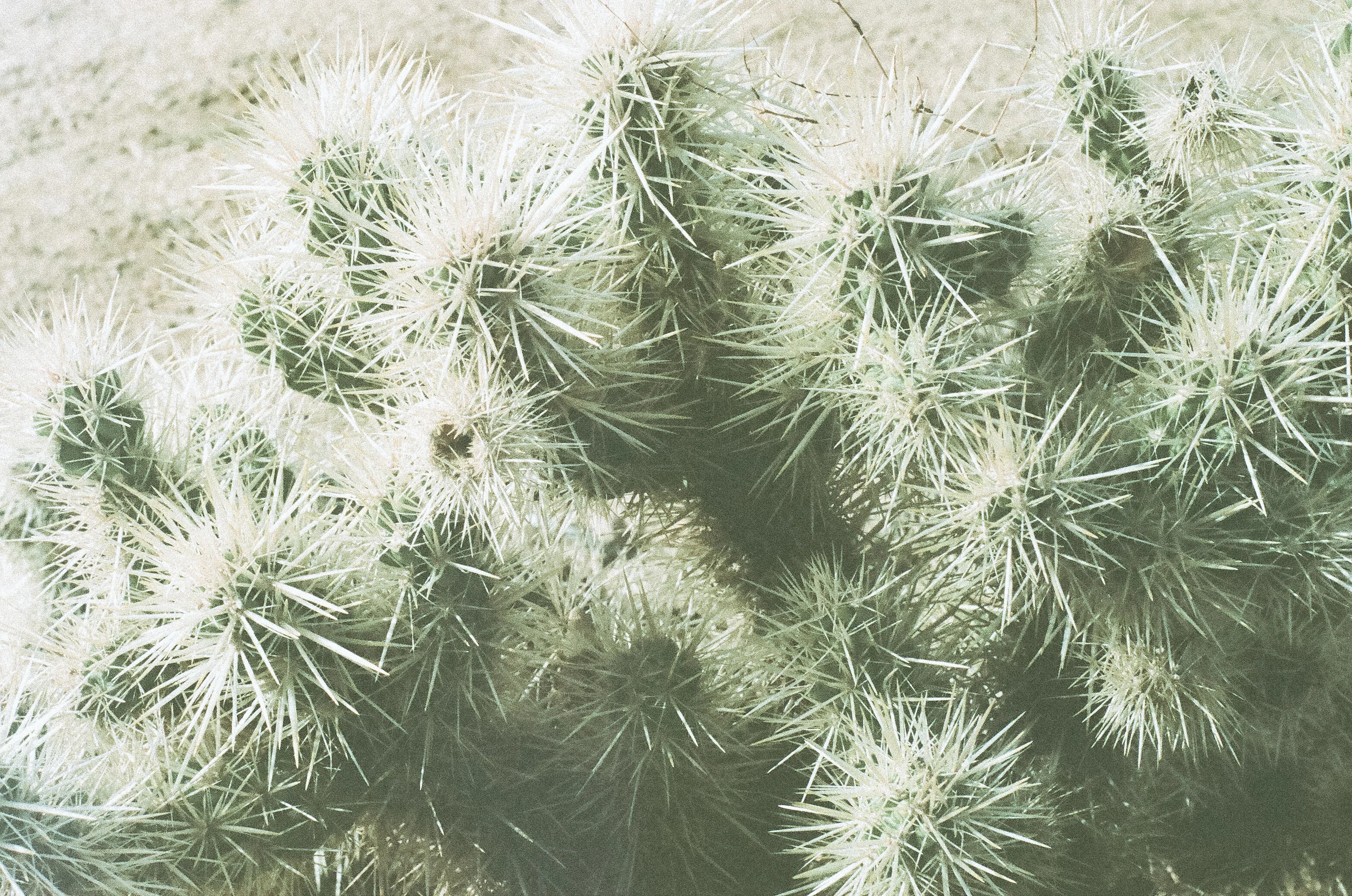 desertdreams1 (3 of 6).jpg