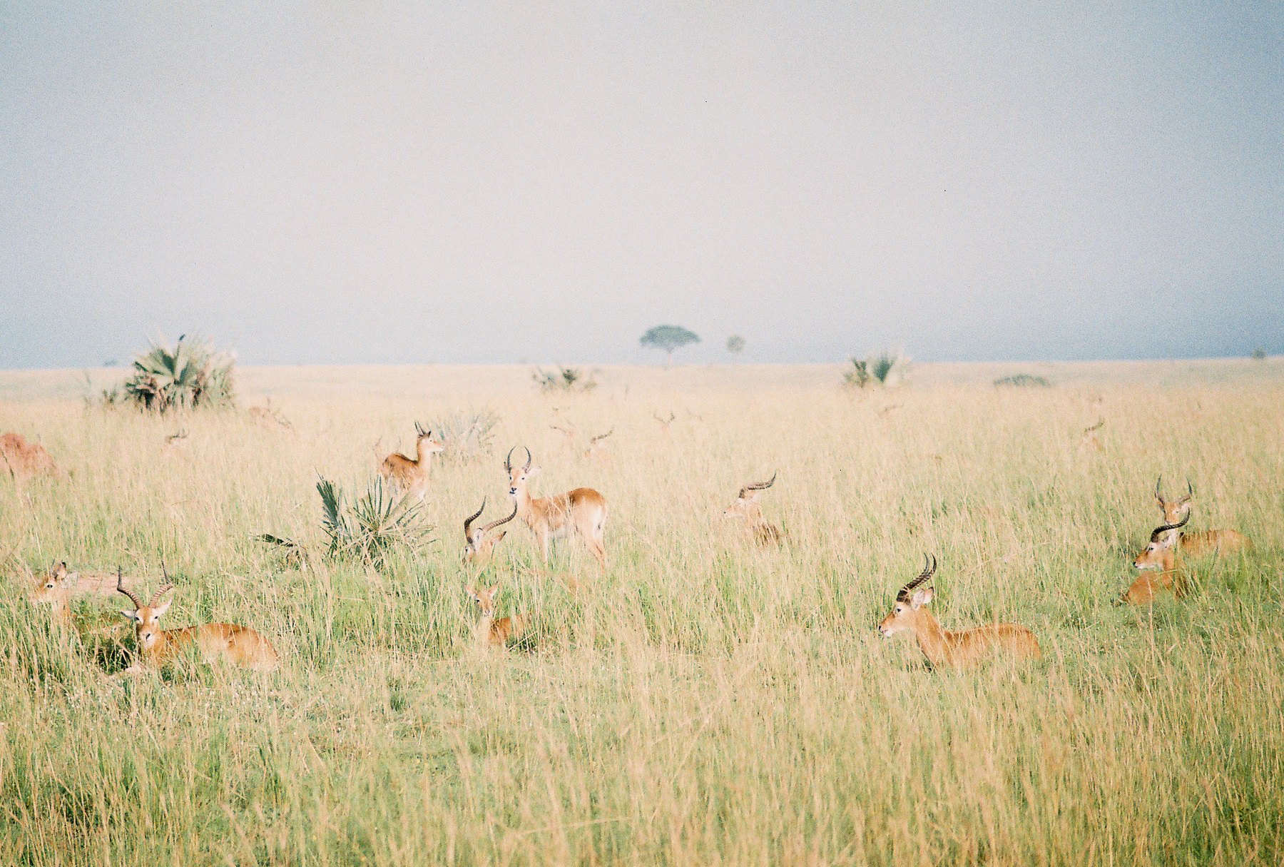 Safari_ (5 of 17).jpg