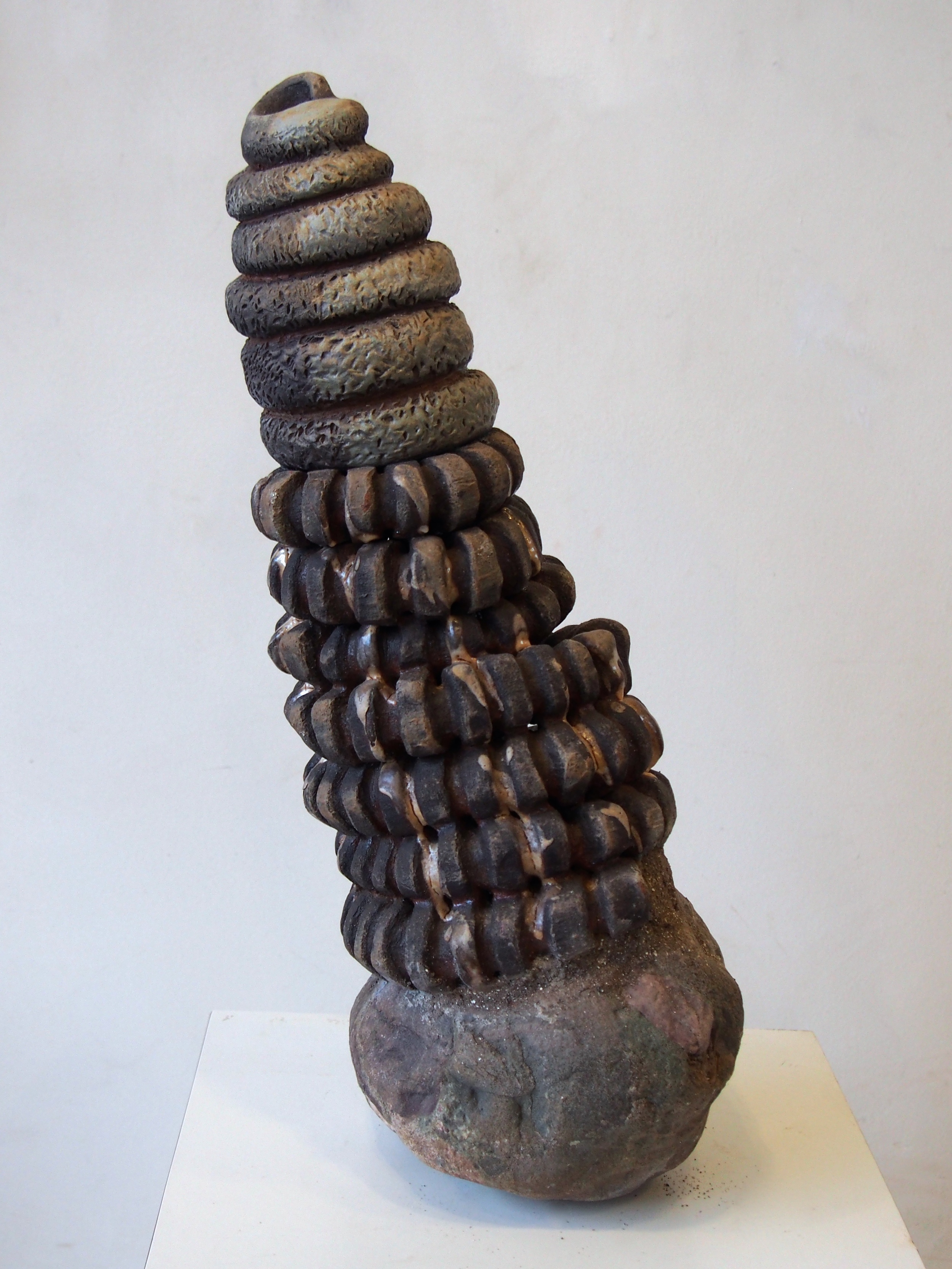 Leaning Coiled Ammonite  2014