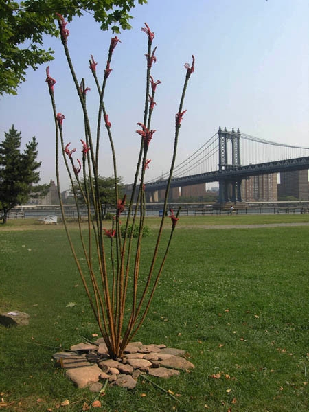 Ocotillo at the waterfront in Dumbo, Brooklyn, NY  2008