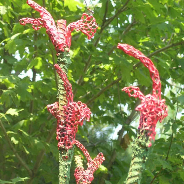 Ocotillo and Ocotillo Patch