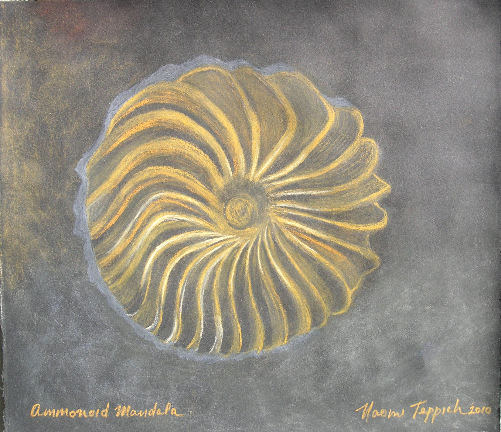 Ammonoid Mandela  2010