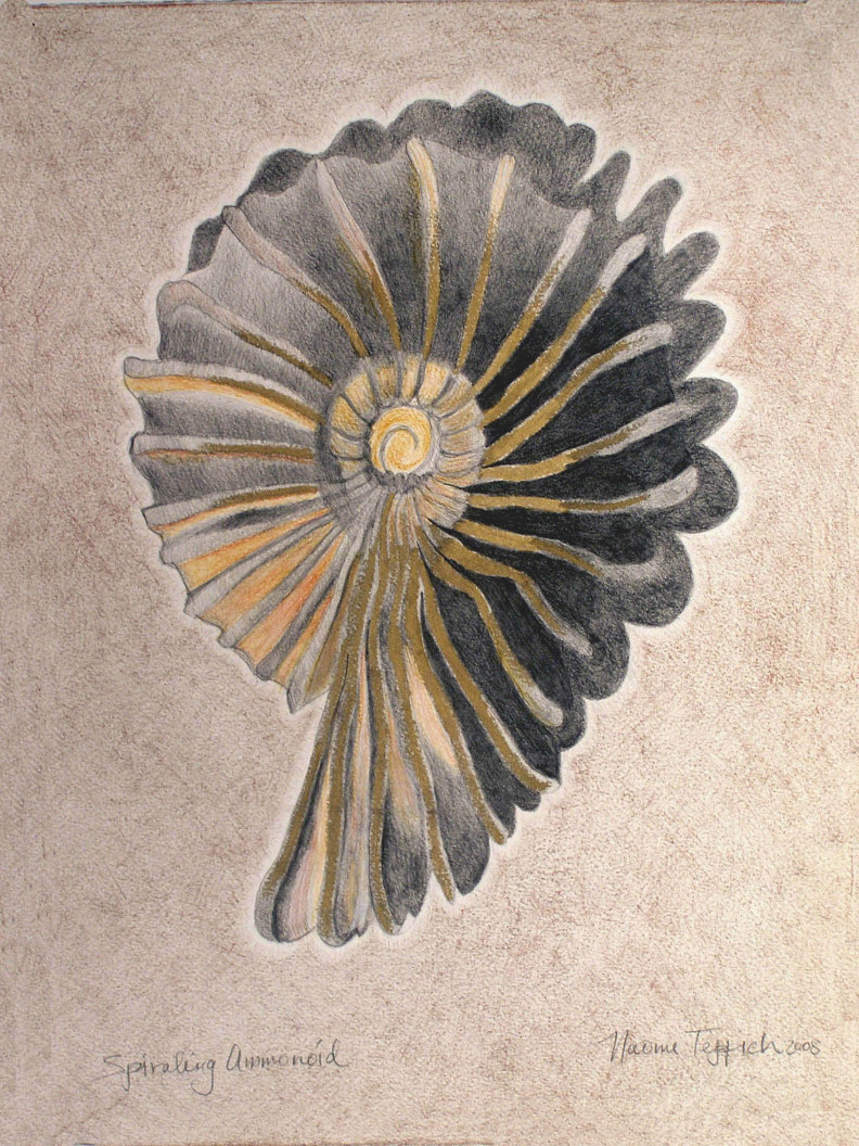 Spiraling Ammonoid  2008