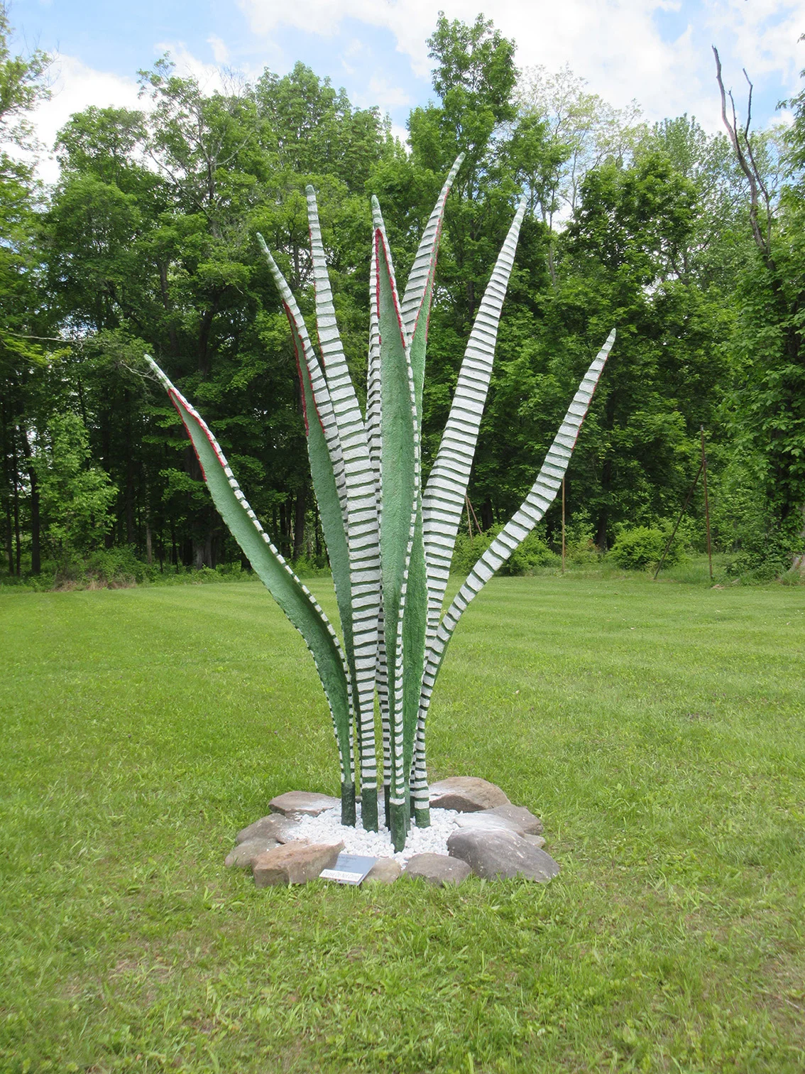 Zebra Cactus 2014