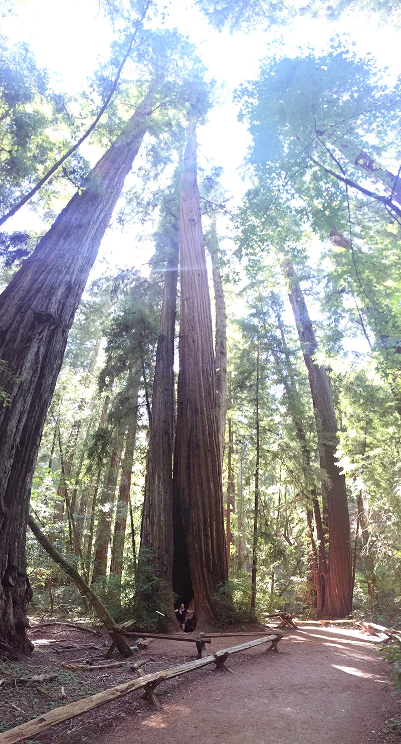 trees2.jpg