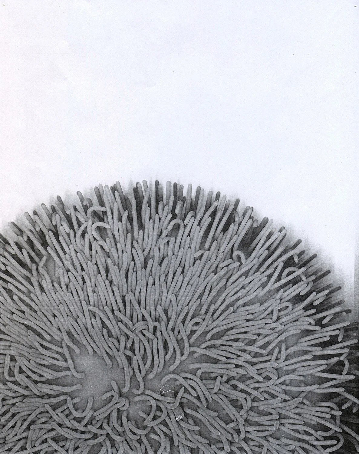 Xerox (Koosh) , 2015. Digital print of a photocopy. 20 x 17 in.