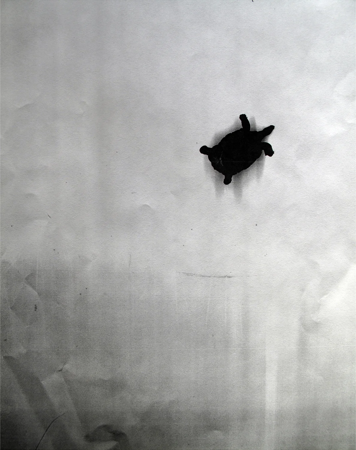 Xerox (Turtle) , 2015. Digital print of a photocopy. 20 x 17 in.