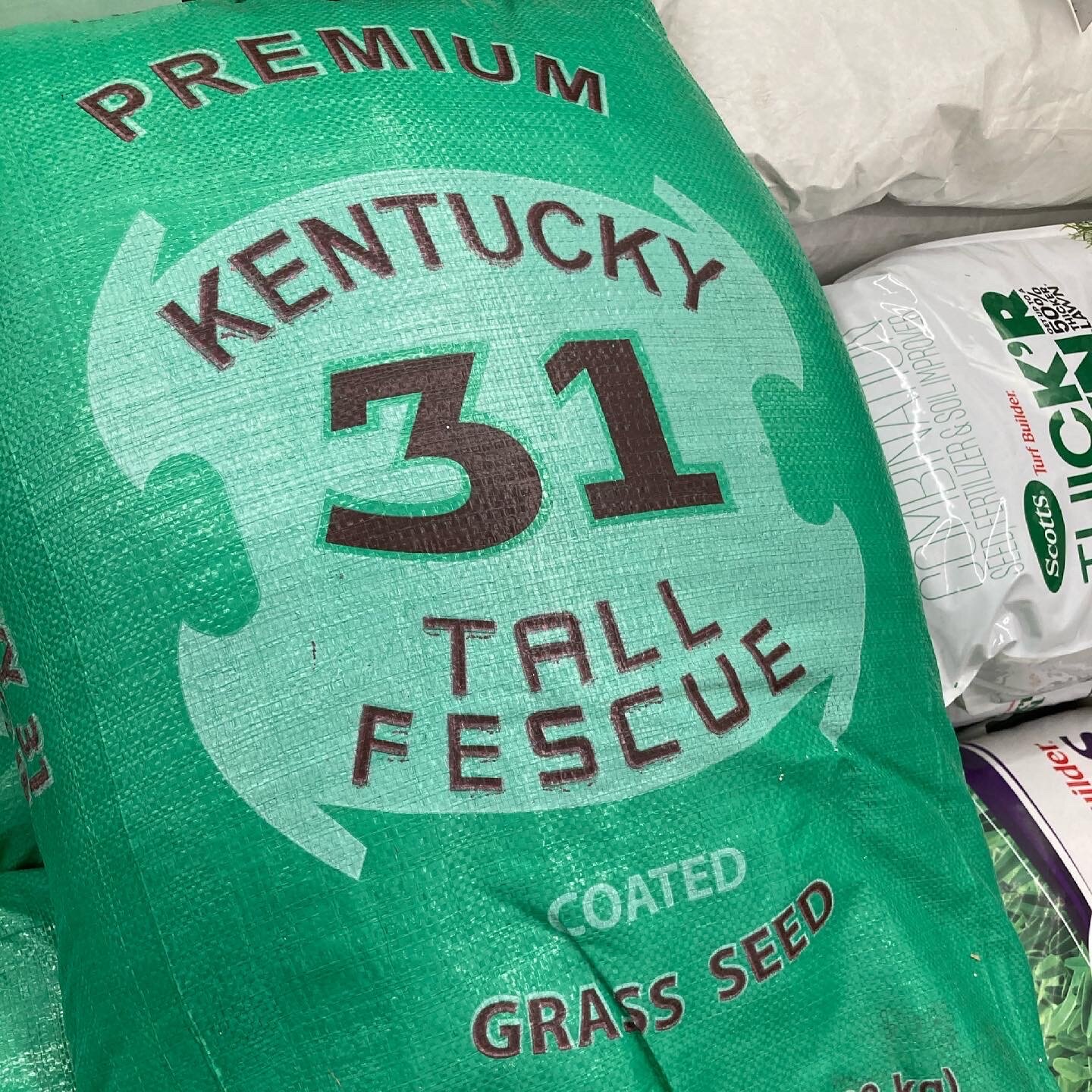 Fescue Grass Seed from the Farmer's Co-Op