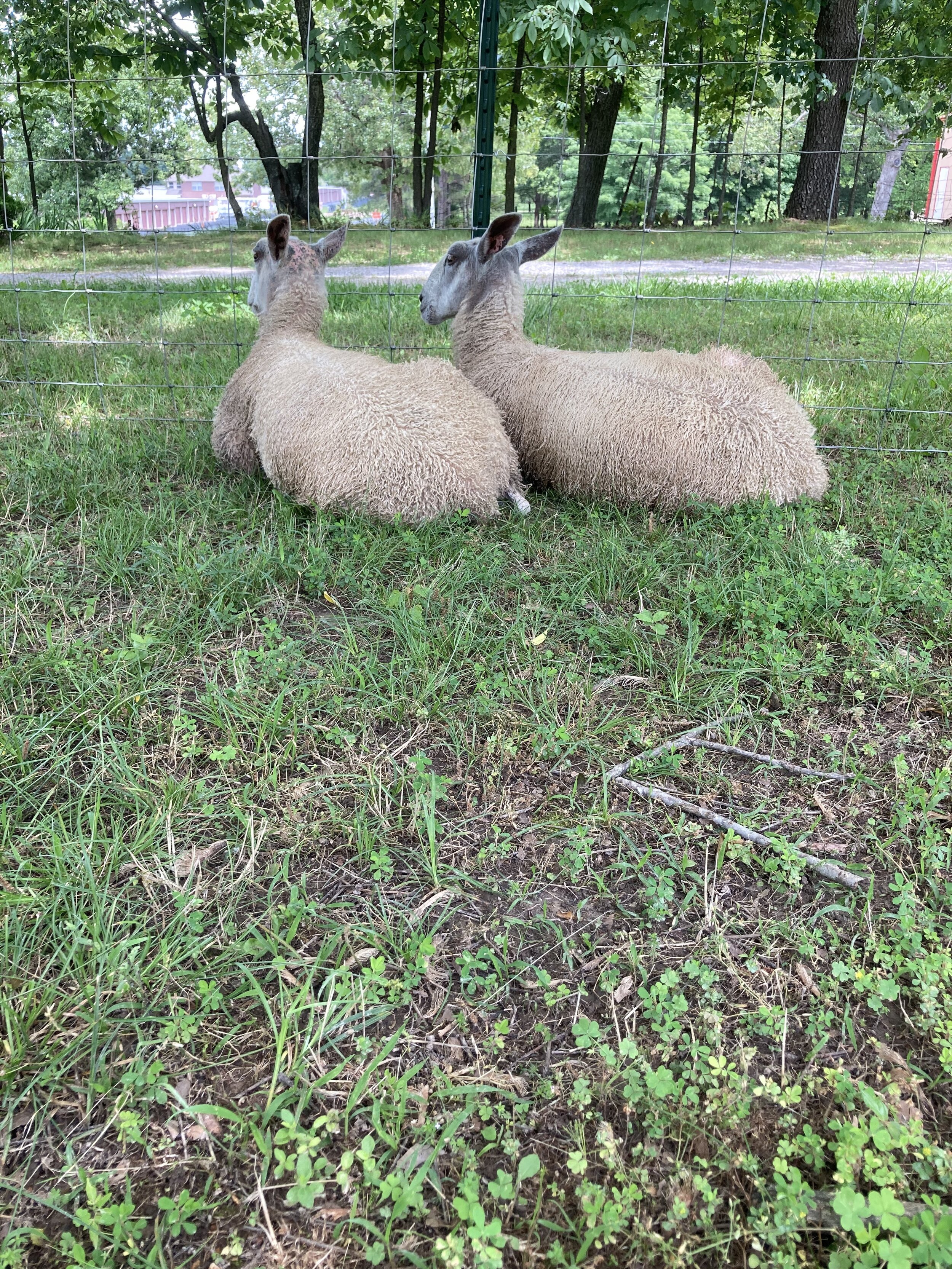 Chaplin and Churchill at 4mos