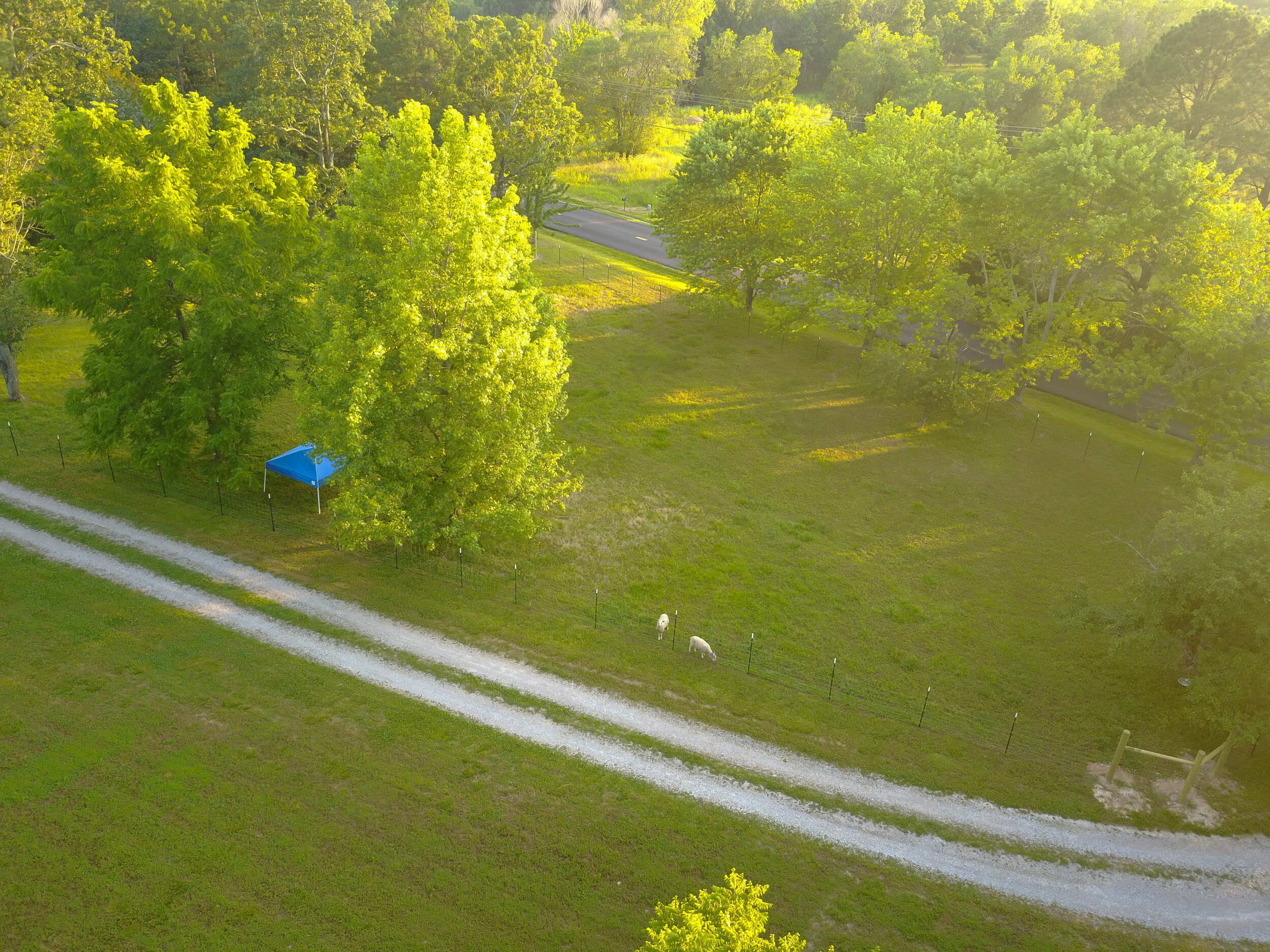 Sheep in the pasture (aerial)